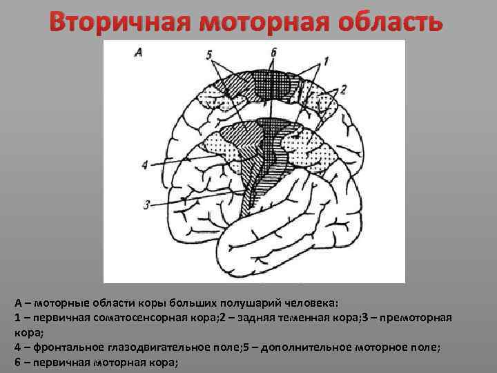 Вторичная моторная область А – моторные области коры больших полушарий человека: 1 – первичная