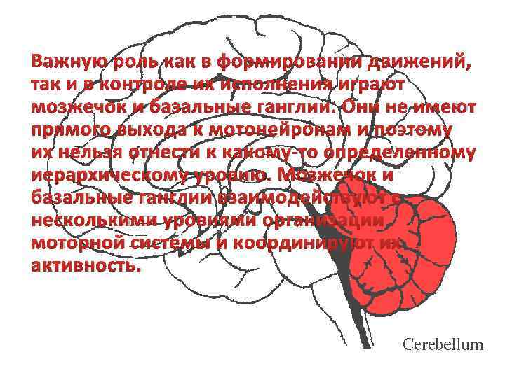 Важную роль как в формировании движений, так и в контроле их исполнения играют мозжечок