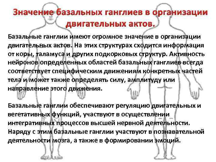 Значение базальных ганглиев в организации двигательных актов. Базальные ганглии имеют огромное значение в организации