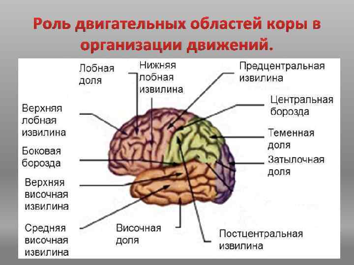 Роль двигательных областей коры в организации движений. 