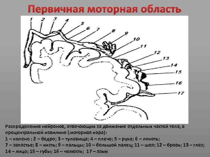 Первичная моторная область Распределение нейронов, отвечающих за движение отдельных частей тела, в прецентральной извилине