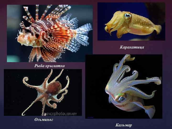 Осьминог кальмар каракатица. Кальмар осьминог каракатица. Кальмар и осьминог разница. Кальмар и каракатица отличия. Разница между кальмаром и осьминогом.