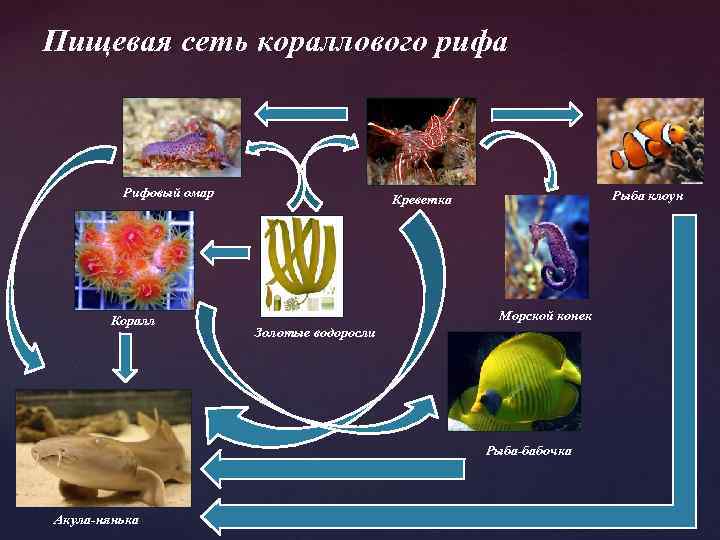 Пищевая сеть кораллового рифа Рифовый омар Коралл Рыба клоун Креветка Морской конек Золотые водоросли