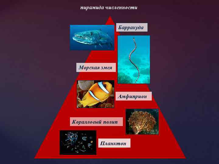 пирамида численности Барракуда Морская змея Амфиприон Коралловый полип Планктон 