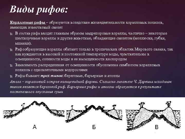 Виды рифов: Коралловые рифы – образуются вследствие жизнедеятельности коралловых полипов, имеющих известковый скелет В