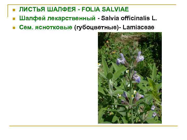 n n n ЛИСТЬЯ ШАЛФЕЯ - FOLIA SALVIAE Шалфей лекарственный - Salvia officinalis L.