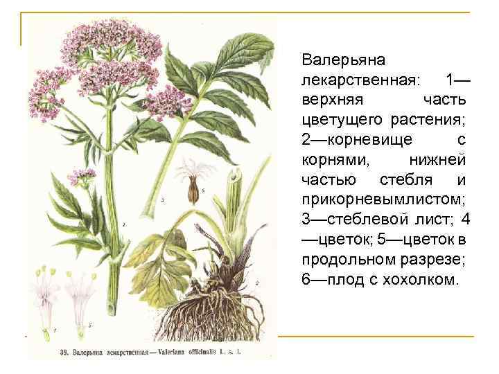 Валерьяна лекарственная: 1— верхняя часть цветущего растения; 2—корневище с корнями, нижней частью стебля и