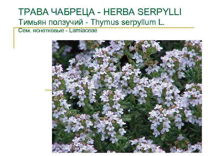 ТРАВА ЧАБРЕЦА - HERBA SERPYLLI Тимьян ползучий - Thymus serpyllum L. Сем. яснотковые -