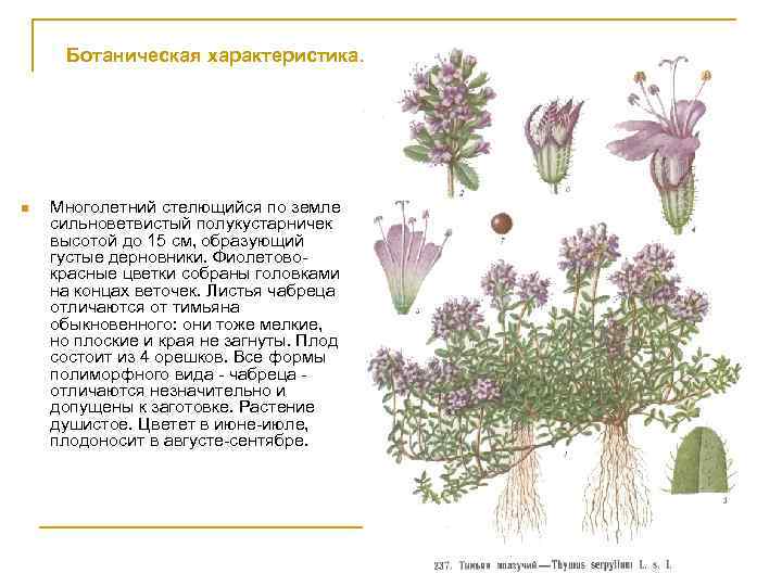 Ботаническая характеристика. n Многолетний стелющийся по земле сильноветвистый полукустарничек высотой до 15 см, образующий