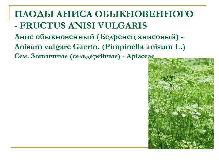 ПЛОДЫ АНИСА ОБЫКНОВЕННОГО - FRUCTUS ANISI VULGARIS Анис обыкновенный (Бедренец анисовый) Anisum vulgare Gaertn.