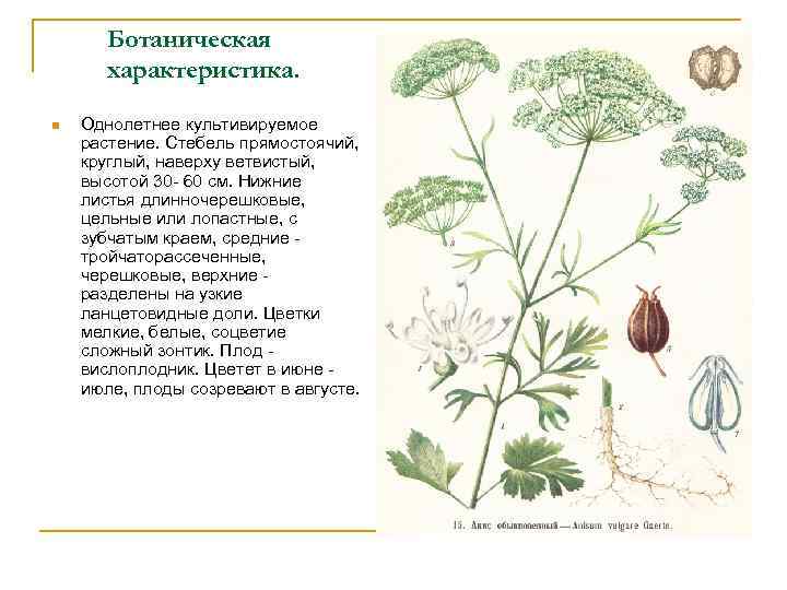 Ботаническая характеристика. n Однолетнее культивируемое растение. Стебель прямостоячий, круглый, наверху ветвистый, высотой 30 -