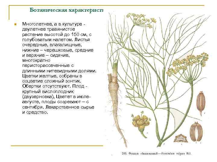 Ботаническая характеристика. n Многолетнее, а в культуре двулетнее травянистое растение высотой до 150 см,