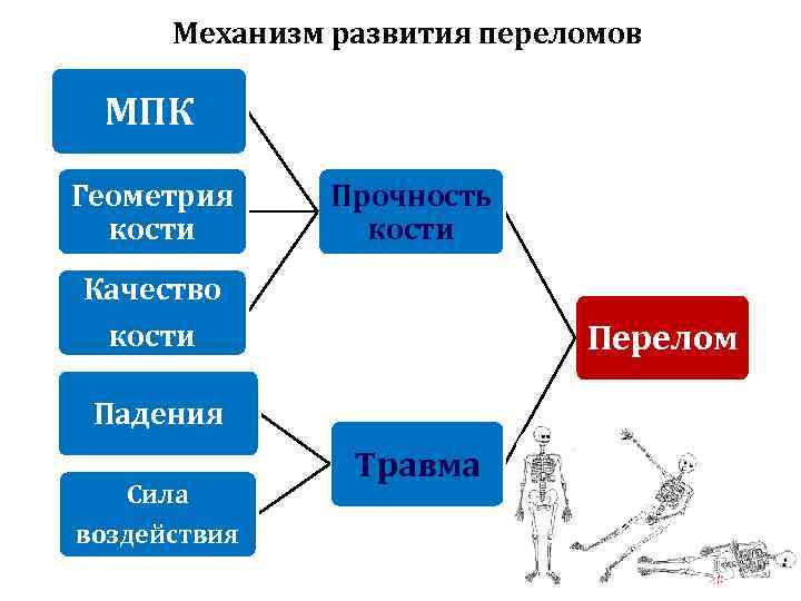 Кости качество