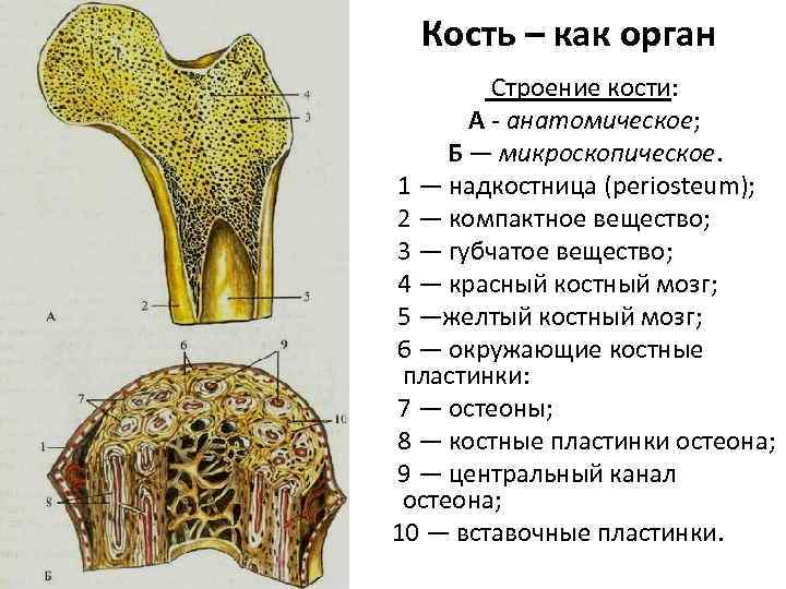 Рост губчатых костей. Состав кости как органа. Надкостница кости гистология. Кость как орган. Структура кости как органа.