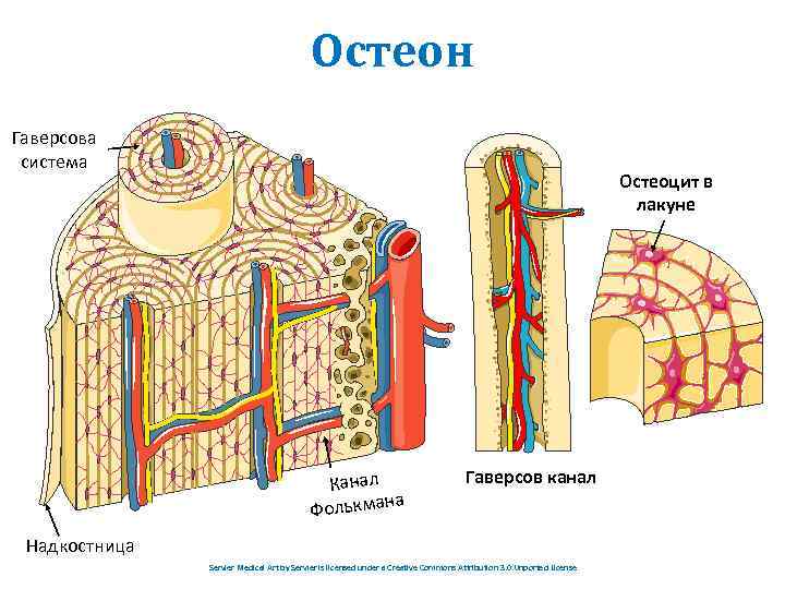Остеон Гаверсова система Остеоцит в лакуне Канал на Фолькма Гаверсов канал Надкостница Servier Medical