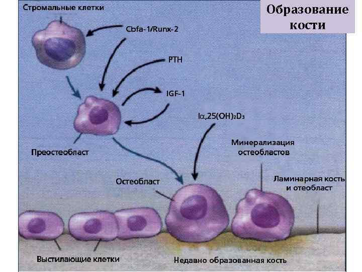 Образование кости