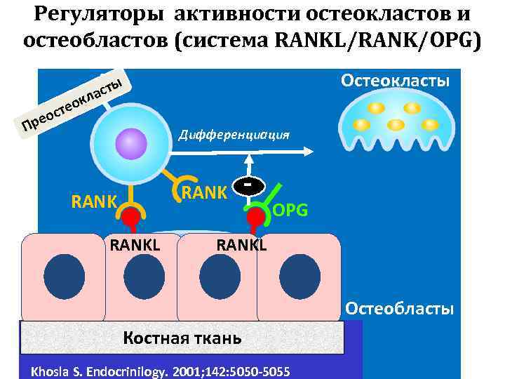 Регуляторы активности остеокластов и остеобластов (система RANKL/RANK/OPG) Остеокласты ы аст л к о сте