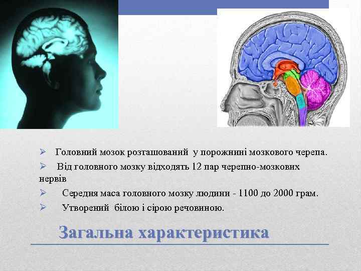 Ø Головний мозок розташований у порожнині мозкового черепа. Ø Від головного мозку відходять 12