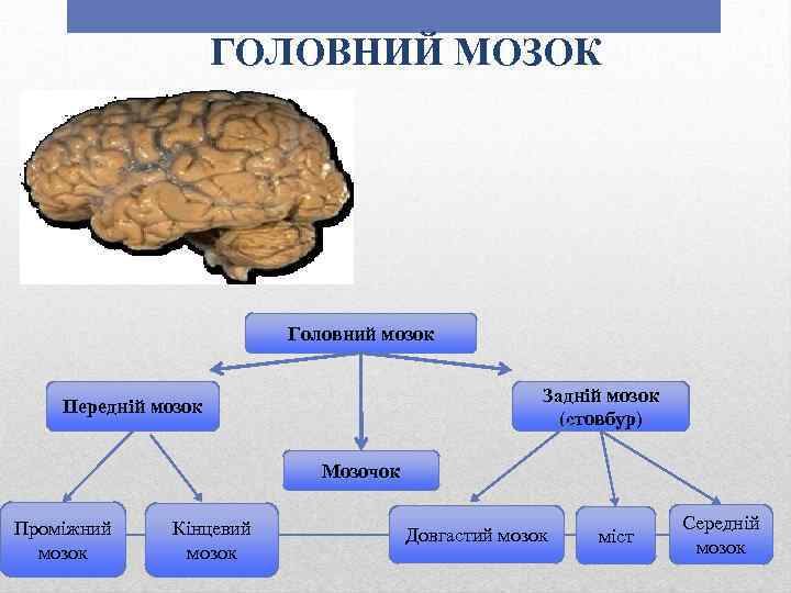 ГОЛОВНИЙ МОЗОК Головний мозок Задній мозок (стовбур) Передній мозок Мозочок Проміжний мозок Кінцевий мозок