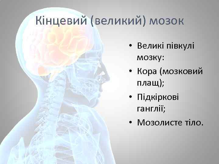 Кінцевий (великий) мозок • Великі півкулі мозку: • Кора (мозковий плащ); • Підкіркові ганглії;