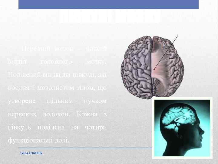 ПІВКУЛІ МОЗКУ Передній мозок – вищий відділ головного мозку. Поділений він на дві півкулі,