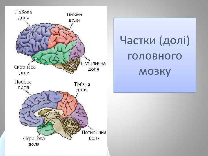 Частки (долі) головного мозку 