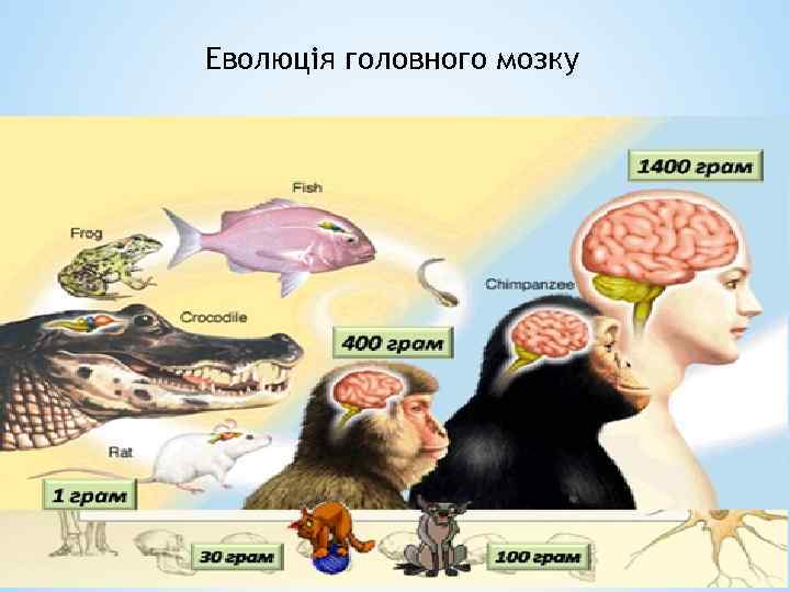 Еволюція головного мозку 