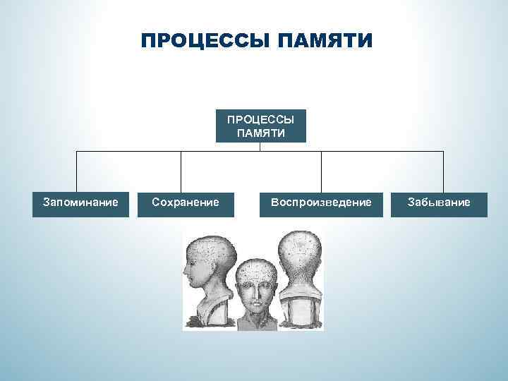 ПРОЦЕССЫ ПАМЯТИ Запоминание Сохранение Воспроизведение Забывание 