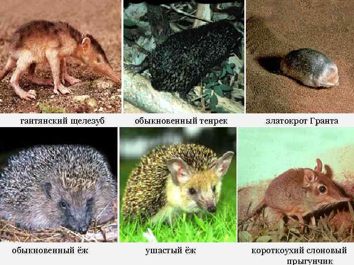 гаитянский щелезуб обыкновенный тенрек златокрот Гранта обыкновенный ёж ушастый ёж короткоухий слоновый прыгунчик 
