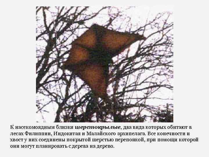 К насекомоядным близки шерстокрылые, два вида которых обитают в лесах Филиппин, Индокитая и Малайского