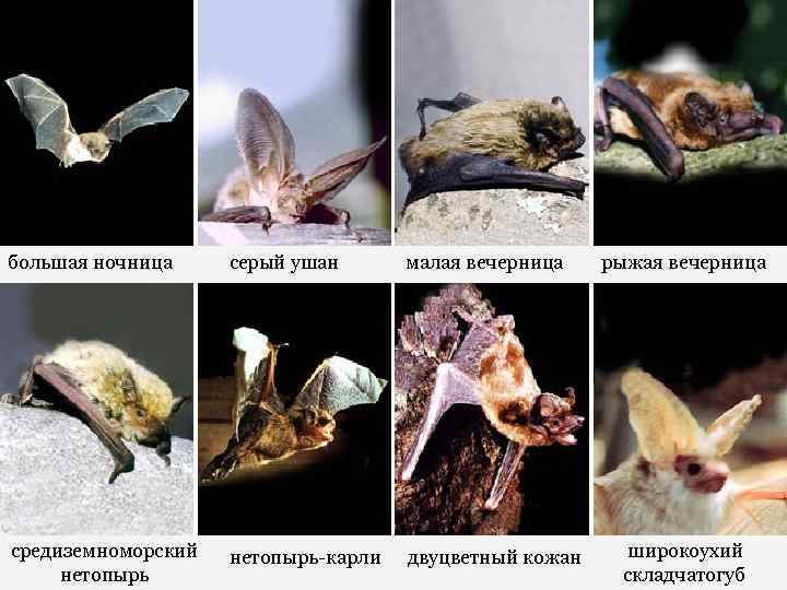 большая ночница серый ушан малая вечерница рыжая вечерница средиземноморский нетопырь-карли двуцветный кожан широкоухий складчатогуб