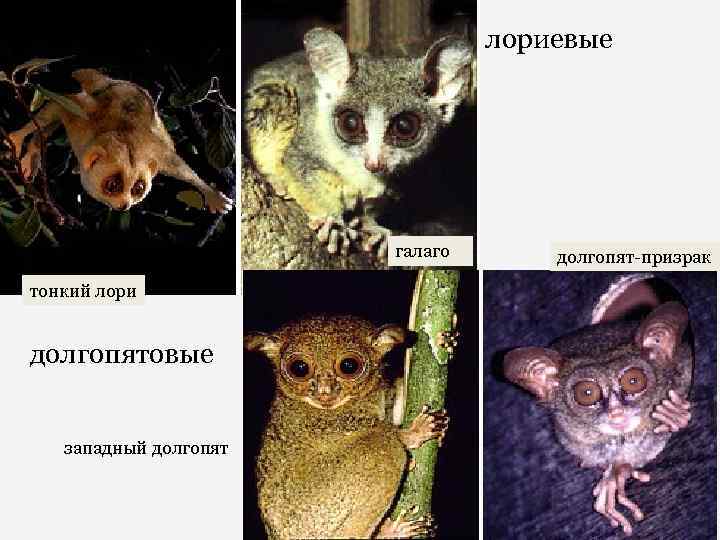 лориевые галаго тонкий лори долгопятовые западный долгопят-призрак 