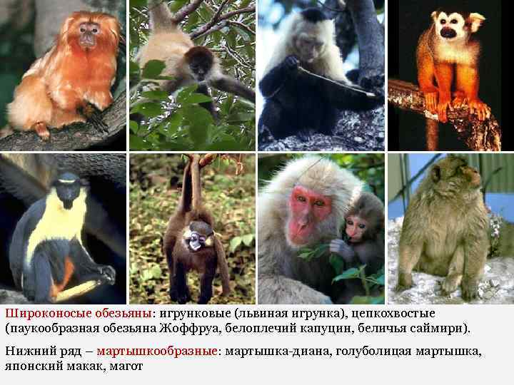 Широконосые обезьяны: игрунковые (львиная игрунка), цепкохвостые (паукообразная обезьяна Жоффруа, белоплечий капуцин, беличья саймири). Нижний