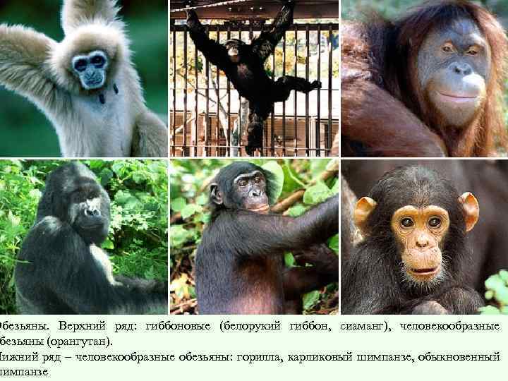 Обезьяны. Верхний ряд: гиббоновые (белорукий гиббон, сиаманг), человекообразные безьяны (орангутан). Нижний ряд – человекообразные