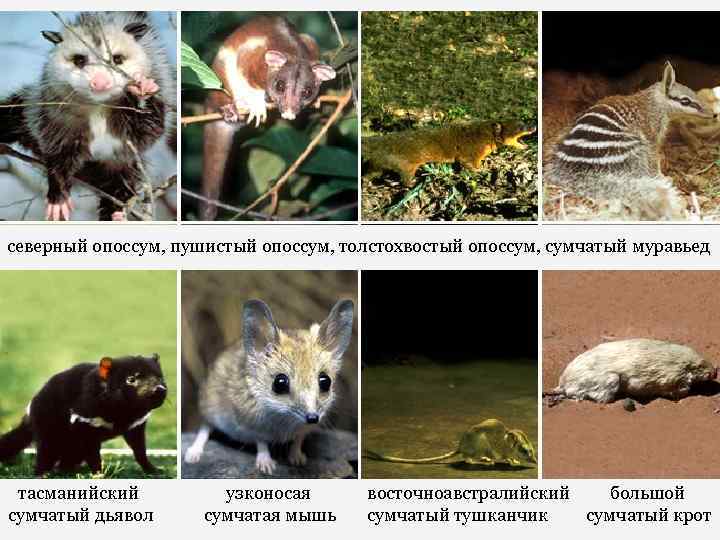 северный опоссум, пушистый опоссум, толстохвостый опоссум, сумчатый муравьед тасманийский сумчатый дьявол узконосая сумчатая мышь