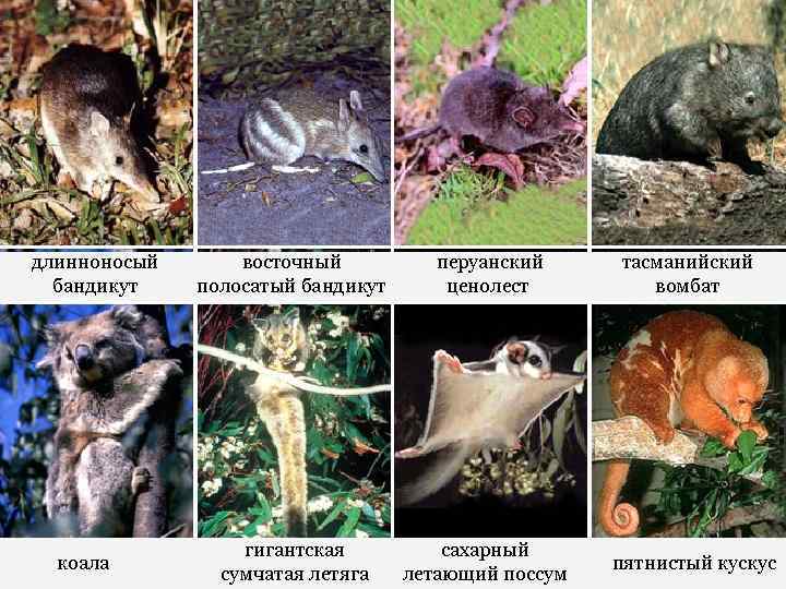 длинноносый бандикут коала восточный полосатый бандикут перуанский ценолест тасманийский вомбат гигантская сумчатая летяга сахарный