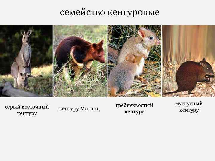  семейство кенгуровые серый восточный кенгуру Матши, гребнехвостый кенгуру мускусный кенгуру 