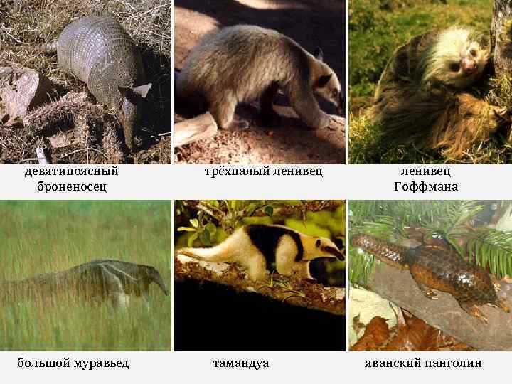 девятипоясный броненосец большой муравьед трёхпалый ленивец тамандуа ленивец Гоффмана яванский панголин 