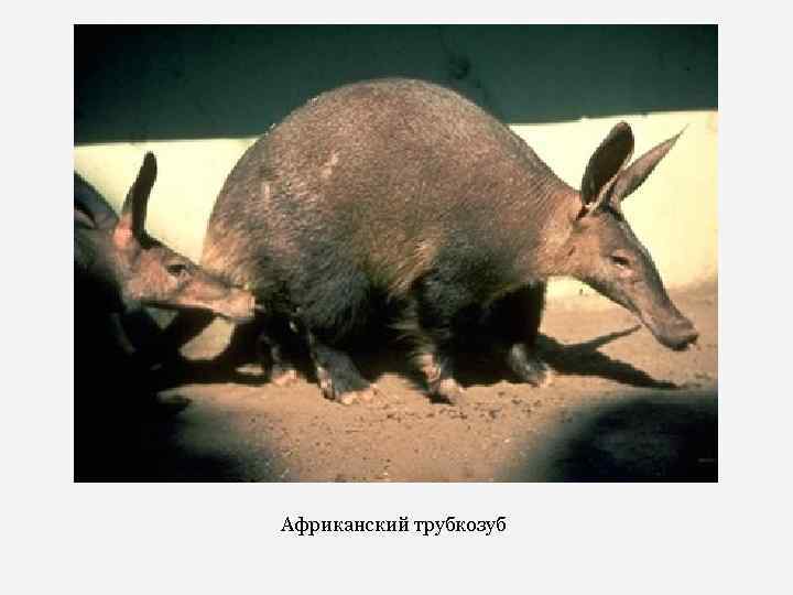 Африканский трубкозуб 