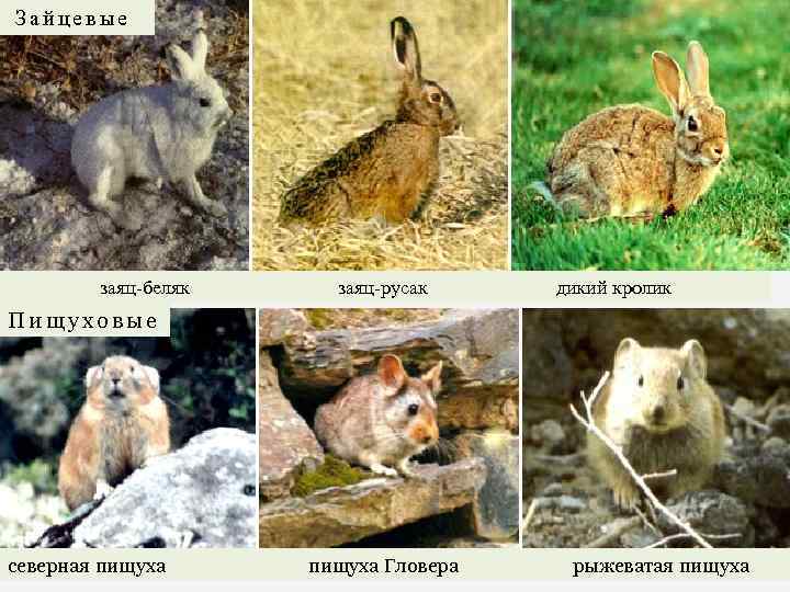 Зайцевые заяц-беляк заяц-русак дикий кролик Пищуховые северная пищуха пищуха Гловера рыжеватая пищуха 