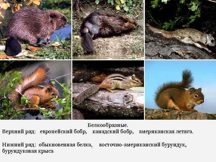 Белкообразные. Верхний ряд: европейский бобр, канадский бобр, американская летяга. Нижний ряд: обыкновенная белка, восточно-американский