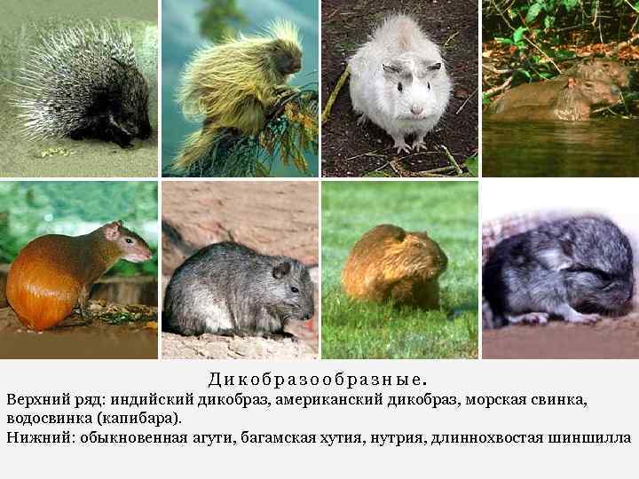Дикобразообразные. Верхний ряд: индийский дикобраз, американский дикобраз, морская свинка, водосвинка (капибара). Нижний: обыкновенная агути,