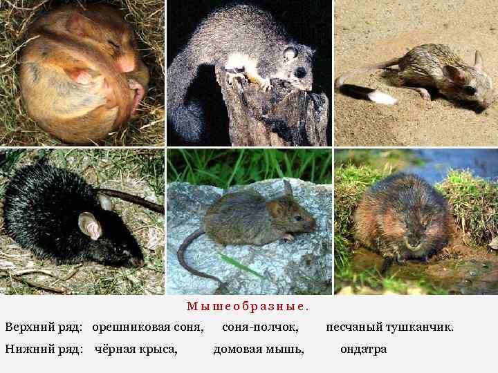 Мышеобразные. Верхний ряд: орешниковая соня, соня-полчок, песчаный тушканчик. Нижний ряд: чёрная крыса, домовая мышь,