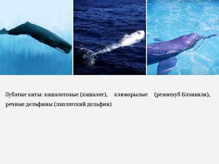 Зубатые киты: кашалотовые (кашалот), клюворылые (ремнезуб Блэнвиля), речные дельфины (лаплатский дельфин) 