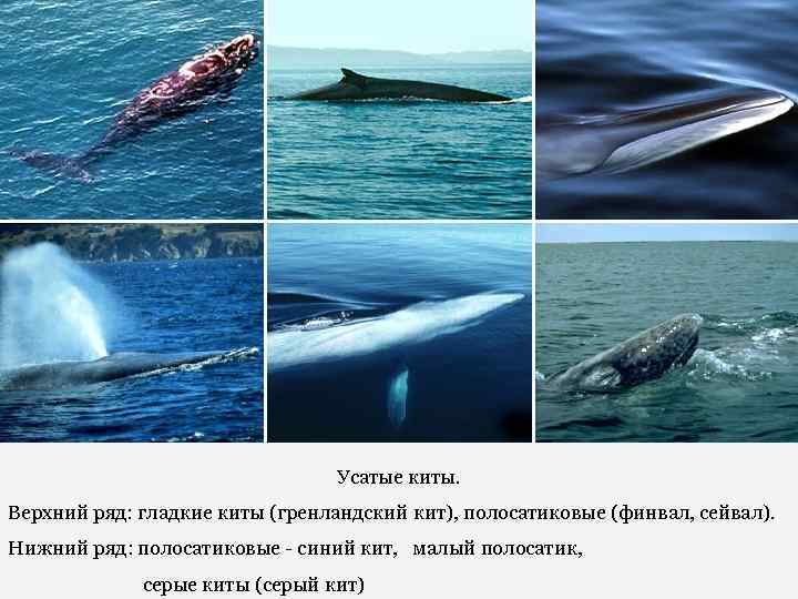 Усатые киты. Верхний ряд: гладкие киты (гренландский кит), полосатиковые (финвал, сейвал). Нижний ряд: полосатиковые