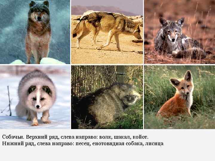 Собачьи. Верхний ряд, слева направо: волк, шакал, койот. Нижний ряд, слева направо: песец, енотовидная