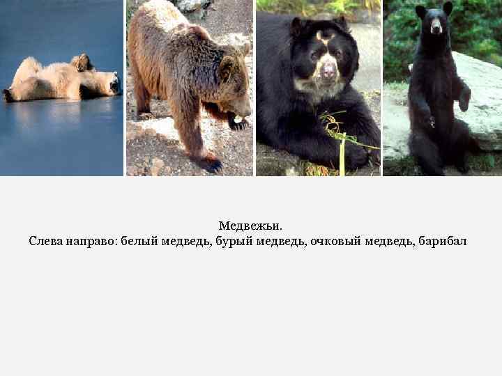 Медвежьи. Слева направо: белый медведь, бурый медведь, очковый медведь, барибал 