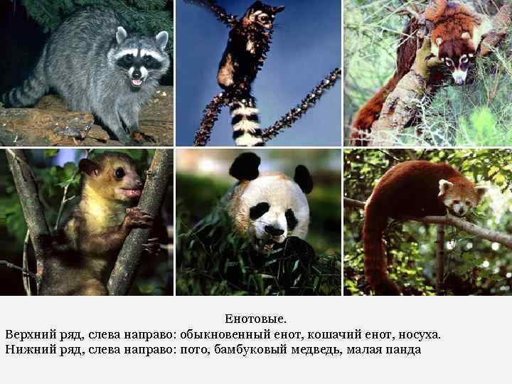 Енотовые. Верхний ряд, слева направо: обыкновенный енот, кошачий енот, носуха. Нижний ряд, слева направо:
