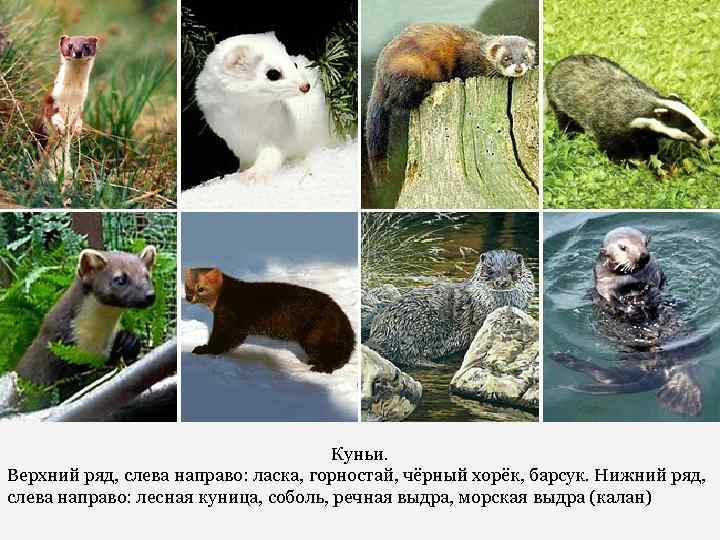 Куньи. Верхний ряд, слева направо: ласка, горностай, чёрный хорёк, барсук. Нижний ряд, слева направо: