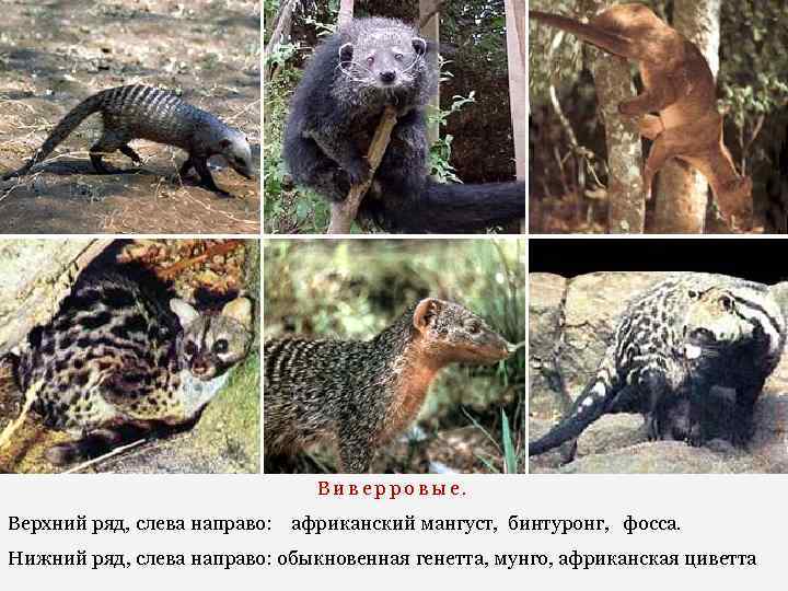 Виверровые. Верхний ряд, слева направо: африканский мангуст, бинтуронг, фосса. Нижний ряд, слева направо: обыкновенная